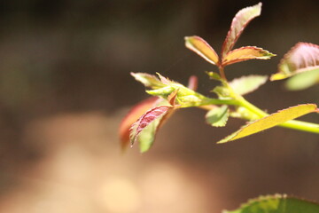 rose buds