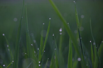 dew on grass
