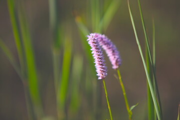 close up of a purple flower