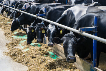 dairy cows on a farm in the stall. Cows eat hay or grass. Cattle breeding for dairy and meat...