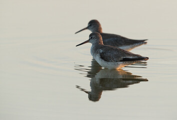 A pair of Redshank at Buhair lake, Bahrain