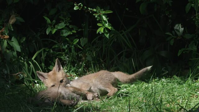 Baby foxes jumping on each other,shot  on RED Helium 8K with 135mm lens at 60fps in RED Gamma 2.2