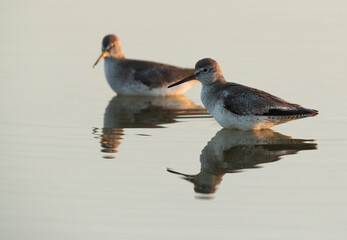 A pair of Redshank wading in water, Buhair, Bahrain