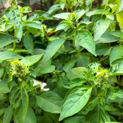 Lemon basil, Hoary basil, Hairy basil