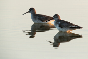 Redshanks a Buhair lake with dramatic reflection