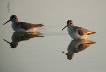 Fototapeta premium Redshanks at Buhair lake, Bahrain