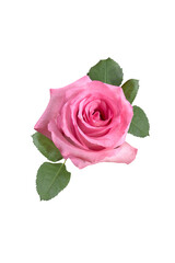 Fototapeta premium pink rose isolated on white background