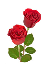 Naklejka premium red rose on white background