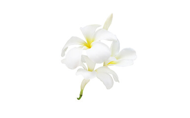 white frangipani or plumeria flower isolated on white background