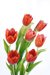bouquet of red tulips
