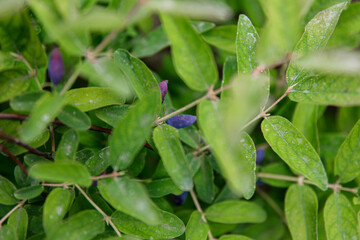 bug on a leaf