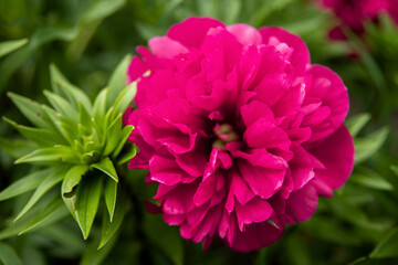 Obraz premium pink dahlia flower