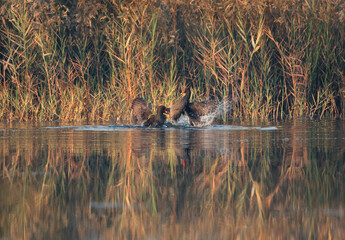 Common Moorhens fight, Buhari Lake, Bahrain