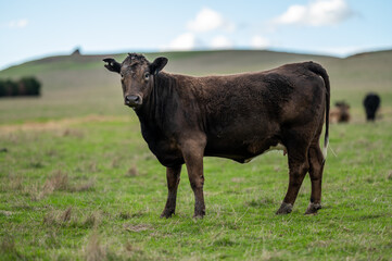 Cows grazing on grass