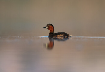 Little grebe in Buhair lake, Bahrain
