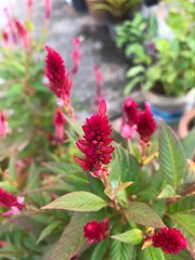 the Cockscomb flower