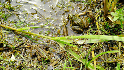 two frogs in the river thickets