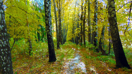 Obraz premium a path among autumn trees with yellow leaves