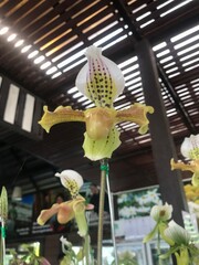 THE beautiful Orchidaceae