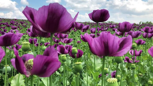 Blossom of red and purple poppy field against blue cloudy sky. Flowering Papaver with unripe seed heads at windy day. Maturing blue poppy flowers with pods in agriculture. Medical plants with straws.