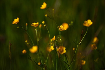 yellow flowers in the grass