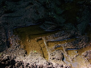 puddle in the tractor tire tracks in the forest