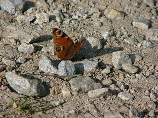 red admiral butterfly on the stone