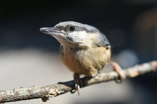bird on a branch sitelle torchepot