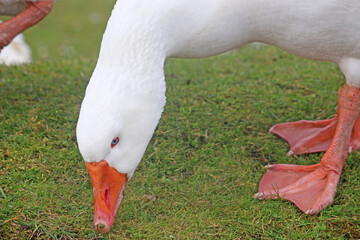 white goose in close up	