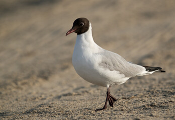 A portrait of Black-headed gull