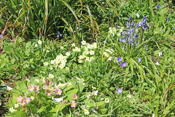 Bluebells and primroses in a wood	