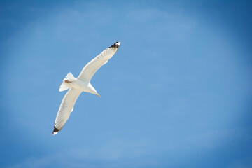 Fototapeta na wymiar White Seagull flying in the blue sky