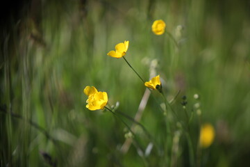 yellow flowers in the grass