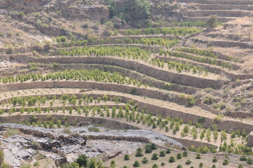 Coffee Plantation in Haraaz, Yemen where the worlds best coffee is grown and dried