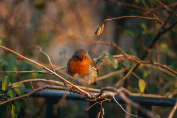 Robin