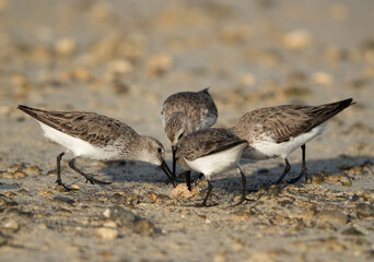 Dunlins feeding at Busaiteen coast, Bahrain