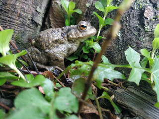 European common frog