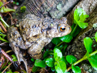 European common frog