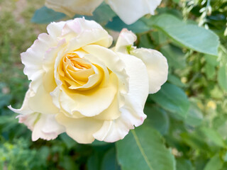 Beautiful white rose in the garden.