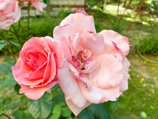 Beautiful pink rose in a garden