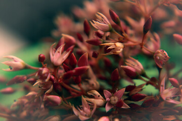 flores