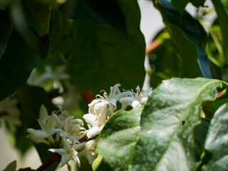 Coffee tree with white flowers.