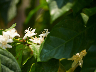 Coffee tree with white flowers.