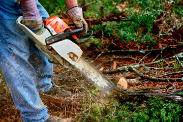 Professional is cutting trees using a chainsaw 