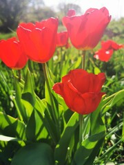 Fototapeta premium red tulips in garden