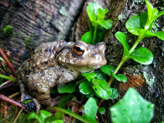European common frog