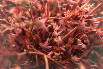 Obraz premium flores