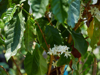 Obraz premium Coffee tree with white flowers.