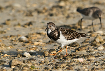 Ruddy Turnstone at Busaiteen coast