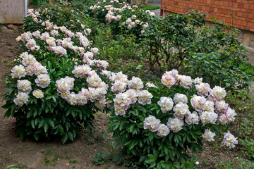 Flowers peony